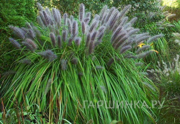 Пеннисетум лисохвостный