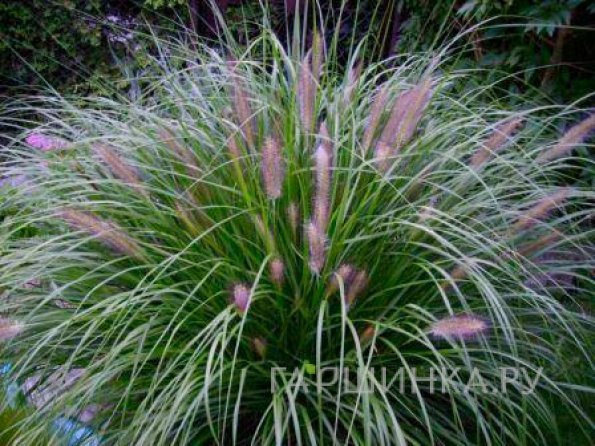 Пеннисетум Ред Хэд