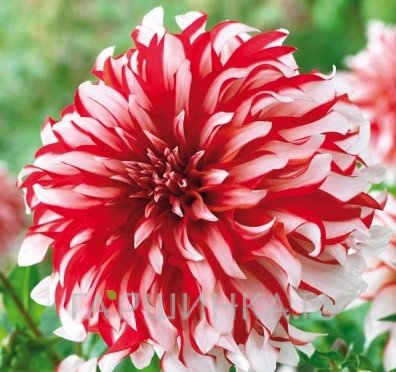 Георгина Пенни Лейн декоративная