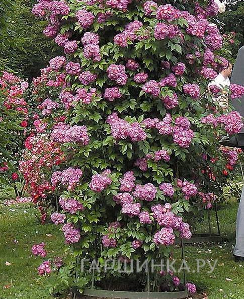 Роза Перенниал Блю плетистая, Тантау (лиц)