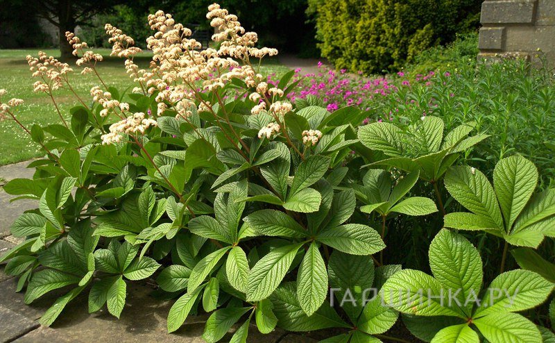 Роджерсия перистая