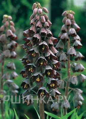 Рябчик персидский