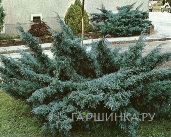 Можжевельник средний Пфитцериана Глаука голубой