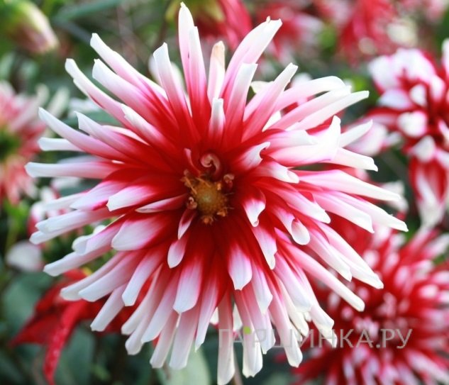 Георгина Пфитцер Джокер кактусовидная