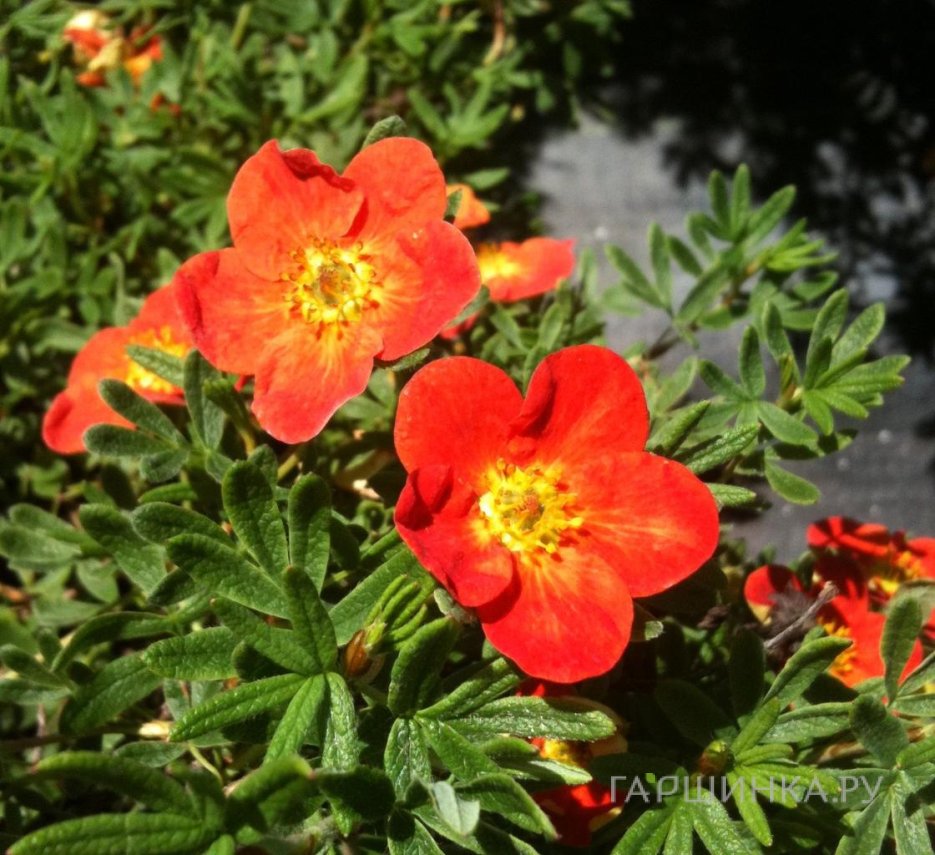 Лапчатка кустарниковая Ред Айс