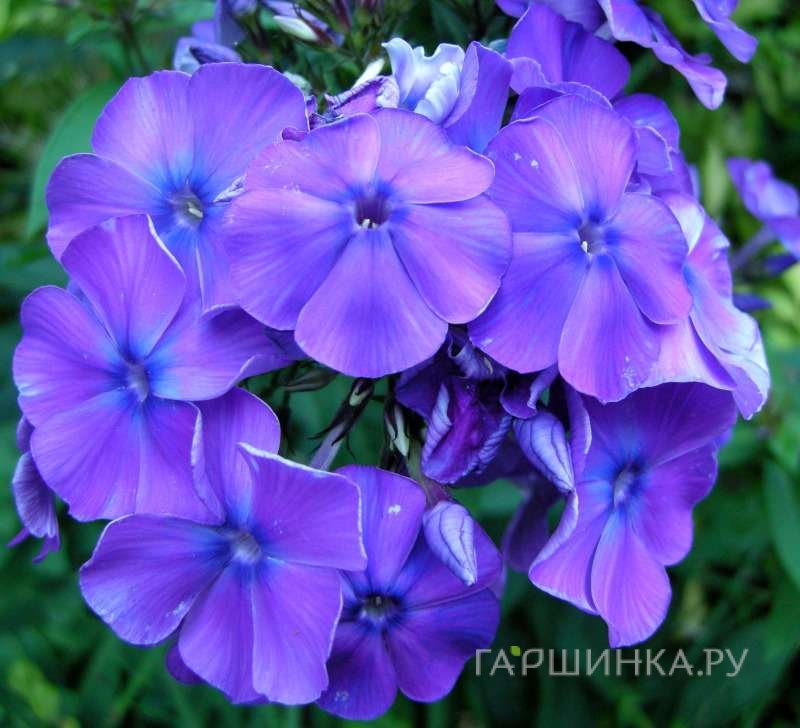 Флокс Блу Парадайс метельчатый