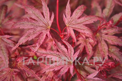 Клен Феникс