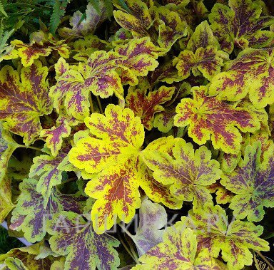 Гейхерелла Солар Пауэр