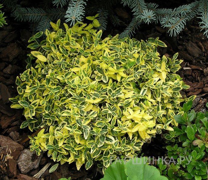 Бересклет Форчуна Эмеральд Голд