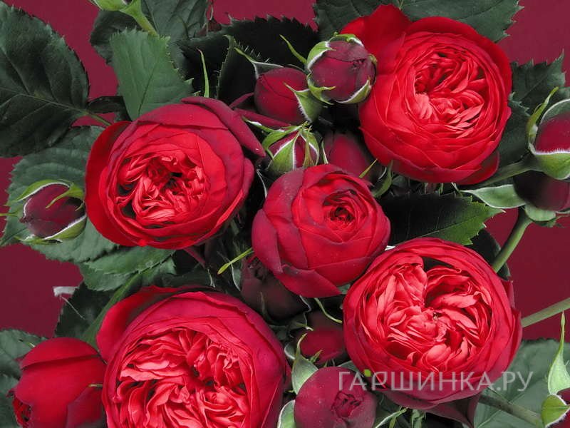 Роза Пиано чайно-гибридная Imperial Rose