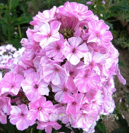 Флокс Пикассо метельчатый