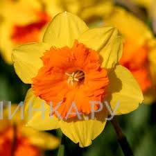 Нарцисс Пимпернел крупнокорончатый 5шт.