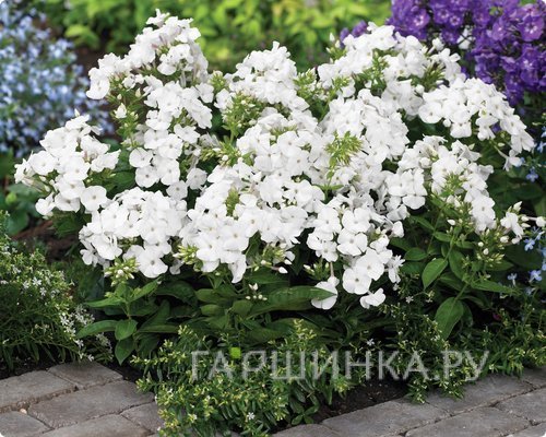 Флокс метельчатый Pina Colada