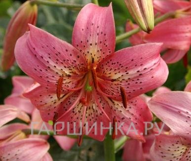 Лилия Пинк Флэйвор тигровая /2шт