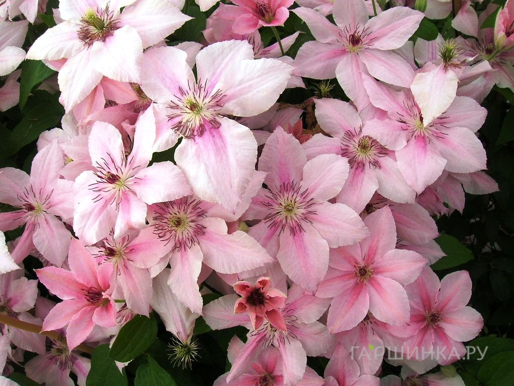 Клематис Пинк Фэнтези крупноцветковый (3)