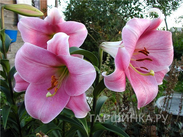 Лилия Пинк Хейвен лонгифлорум/ 2шт