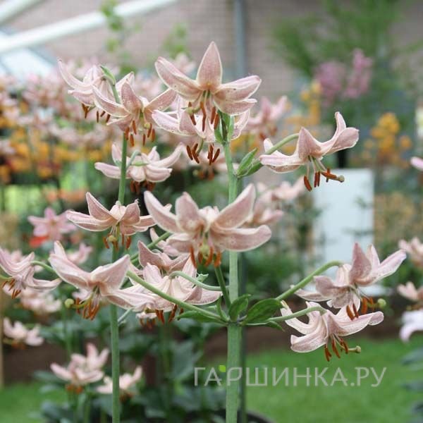 Лилия Пинк Монинг кудреватая 1 шт