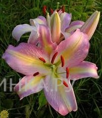 Лилия Пинк Мистери восточная /2шт