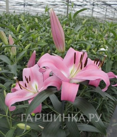 Лилия Пинк Палас ОТ-гибрид/2шт