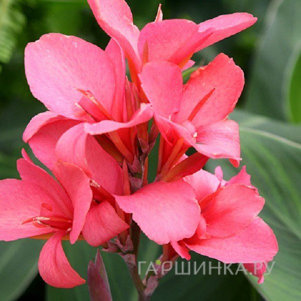 Канна Пинк Президент