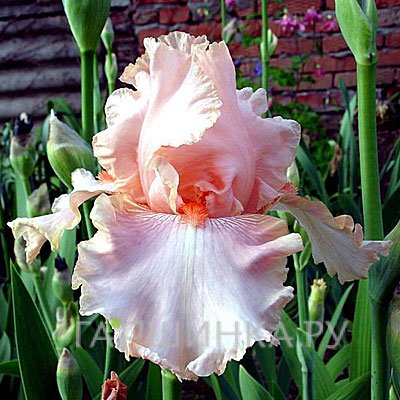 Ирис бородатый Пинк Таффете
