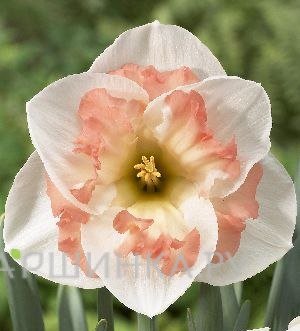 Нарцисс Пинк Вондер гофрир.коронка 5шт.