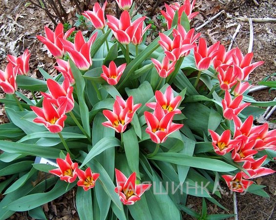 Тюльпан Пиноккио Грейга 5шт.