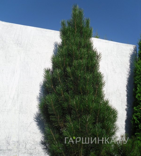 Сосна черная Пирамидалис