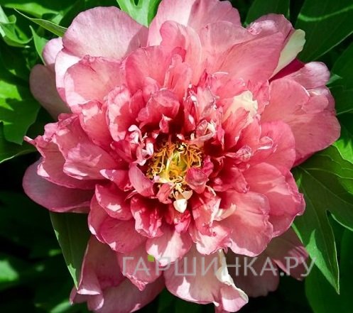 Пион Хилари (ИТО)