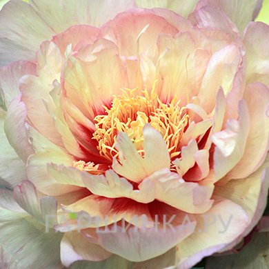 Пион Кенери Брилиантс (ИТО)