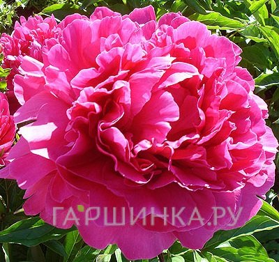 Пион Банкер Хилл