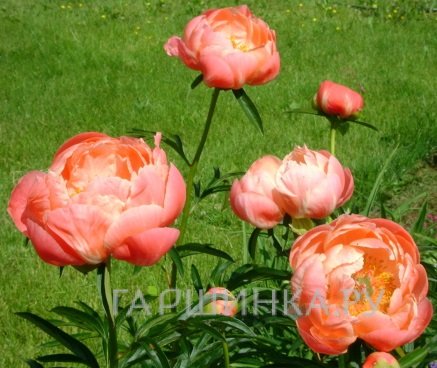 Пион Корал Шарм