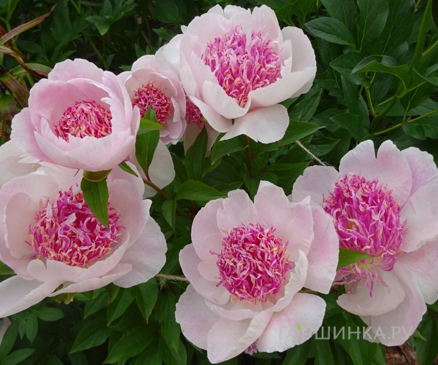 Пион Ду Телл