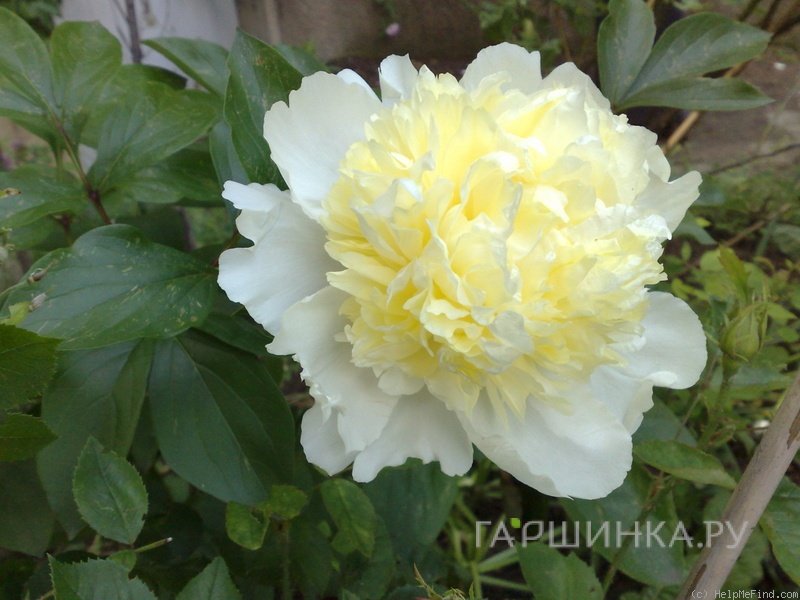 Пион Лаура Дессерт