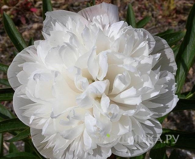 Пион лекарственный Альба Плена