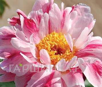 Пион Пинк Луау