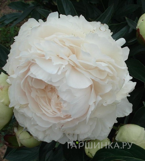 Пион Соланж