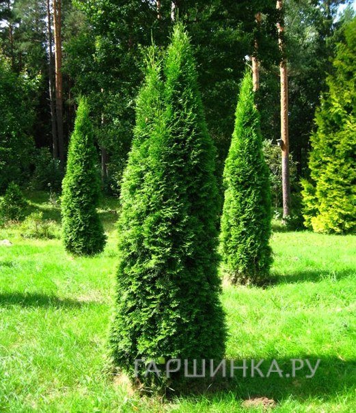 Туя западная Пирамидалис Компакта