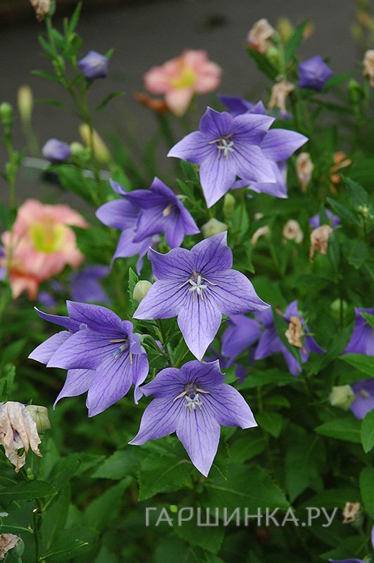 Платикодон Maries