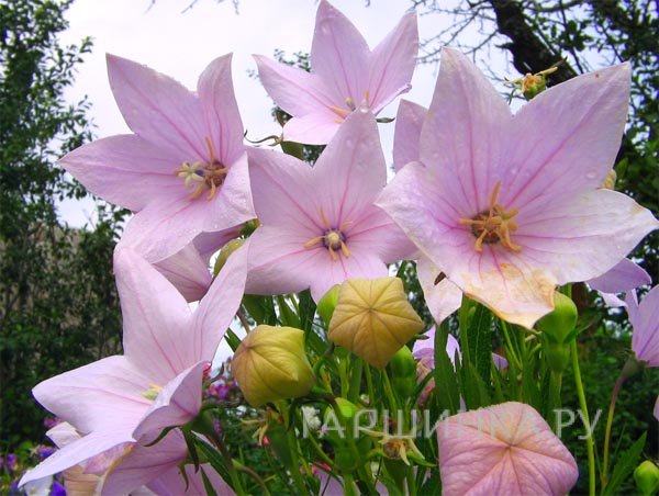 Платикодон Perlmutterschale