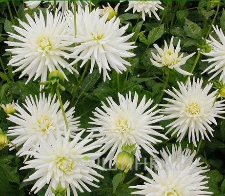 Георгина Плайя Бланка бордюрная