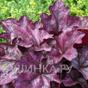 Гейхера Плам Рояль