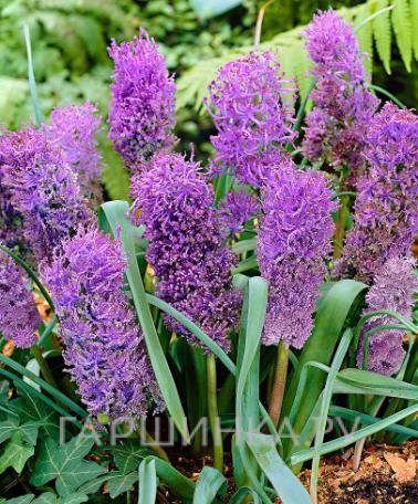 Мускари Плюмозум 10 шт