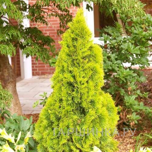 Туя западная Голден Смарагд