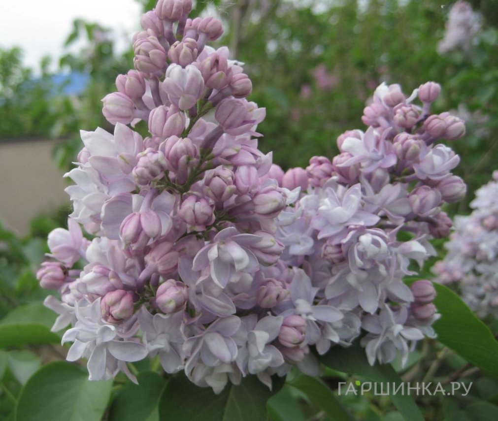 Сирень Полина Осипенко махровая