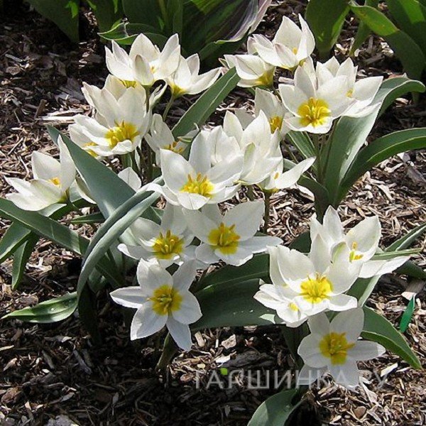 Тюльпан Полихрома карликовый 5 шт