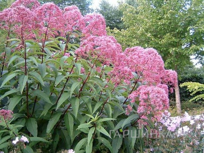 Посконник Атропурпуреум