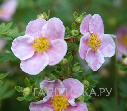 Лапчатка кустарниковая Пинк Квин