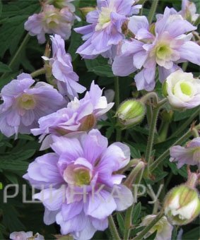 Герань садовая Саммер Скайс