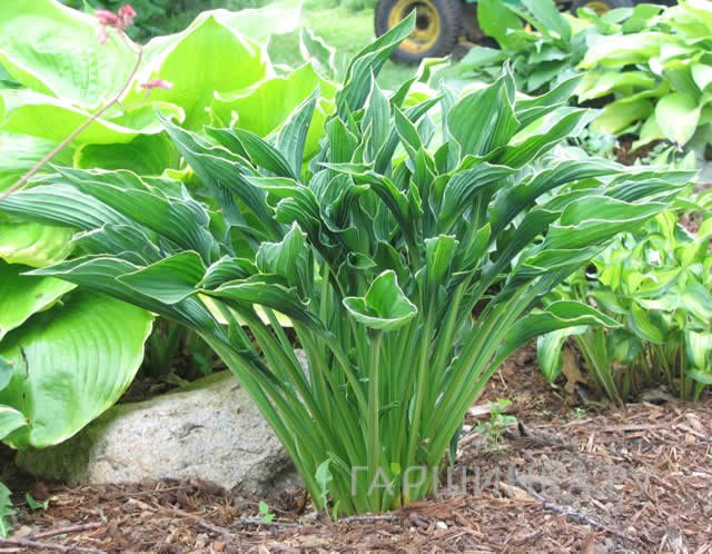 Хоста Прэинг Хэндс (Молящиеся ручки) M